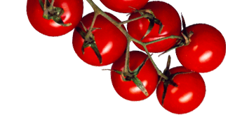 tomato